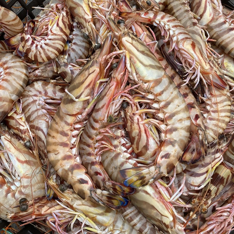 东海野生竹节虾 基围虾九节虾新鲜海鲜速冻 1斤5-7条2斤顺丰包邮