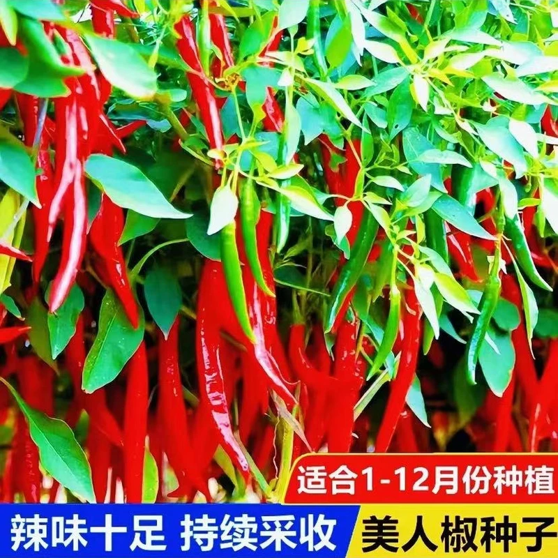 【美人椒种子】香辣美人椒种子干鲜辣椒两用四季春季阳台盆栽种子