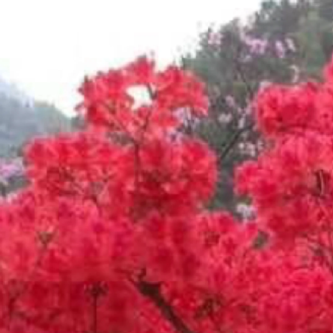 映山红盆景盆栽熟桩映山红紫薇树绿植