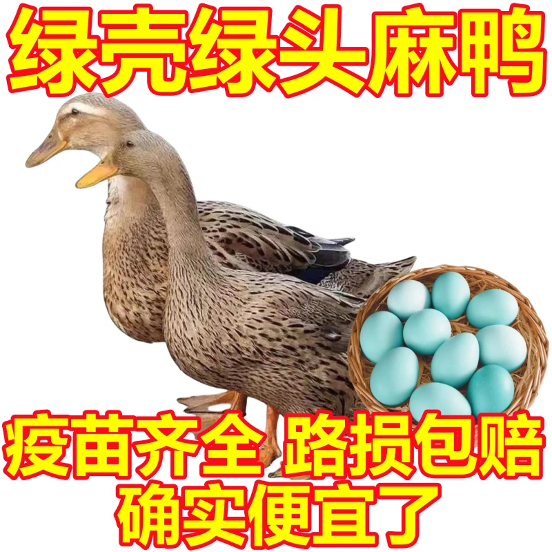 【爆卖散养鸭蛋】鄱阳湖正宗纯天然鲜鸭蛋70-80g特大农家绿壳土鸭蛋
