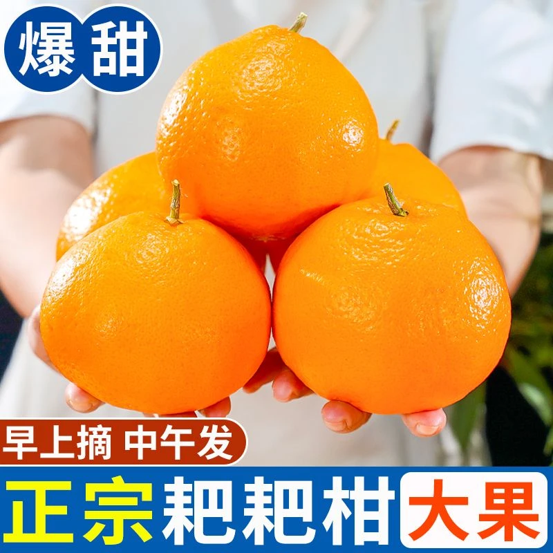 【祝老哥】正宗四川春见耙耙柑当季水果粑粑柑橘子精选大果粑粑发货