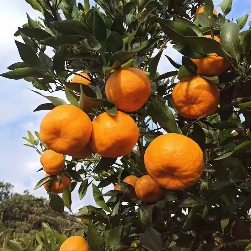 正宗四川椪柑芦柑新鲜发货当季音团购绿叶媛红碰柑丑橘子当季热卖