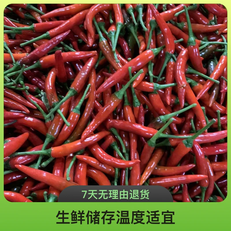高原特辣小米椒 1-5斤