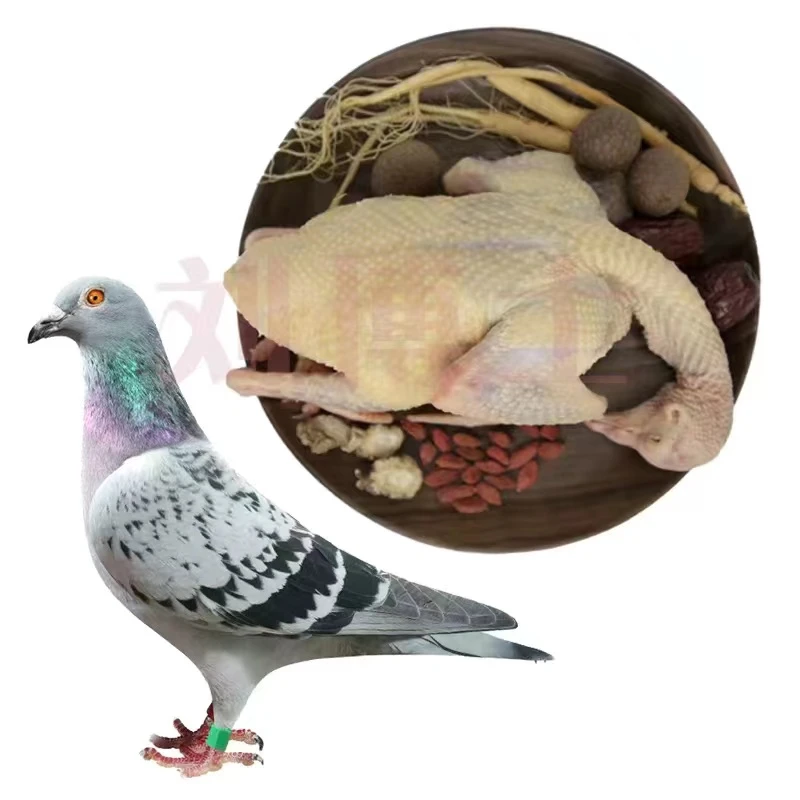 每天飞翔冷冻散养信鸽营养<带足环>和亲鸽喂养乳鸽食用。杂粮喂养