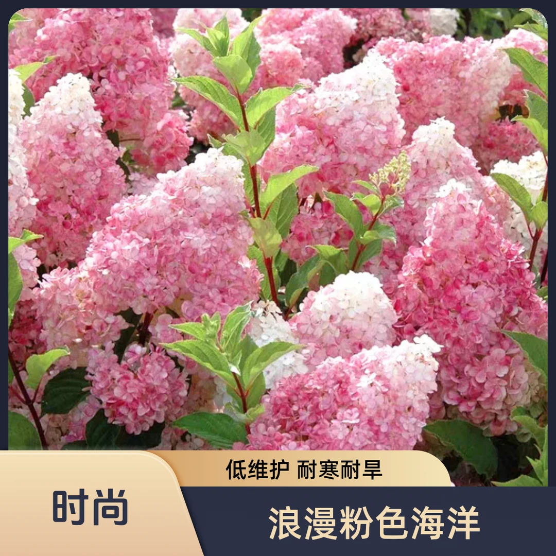 木子相依圆锥绣球扦插小苗花卉盆栽石灰灯庭院绿植耐寒耐热植物苗
