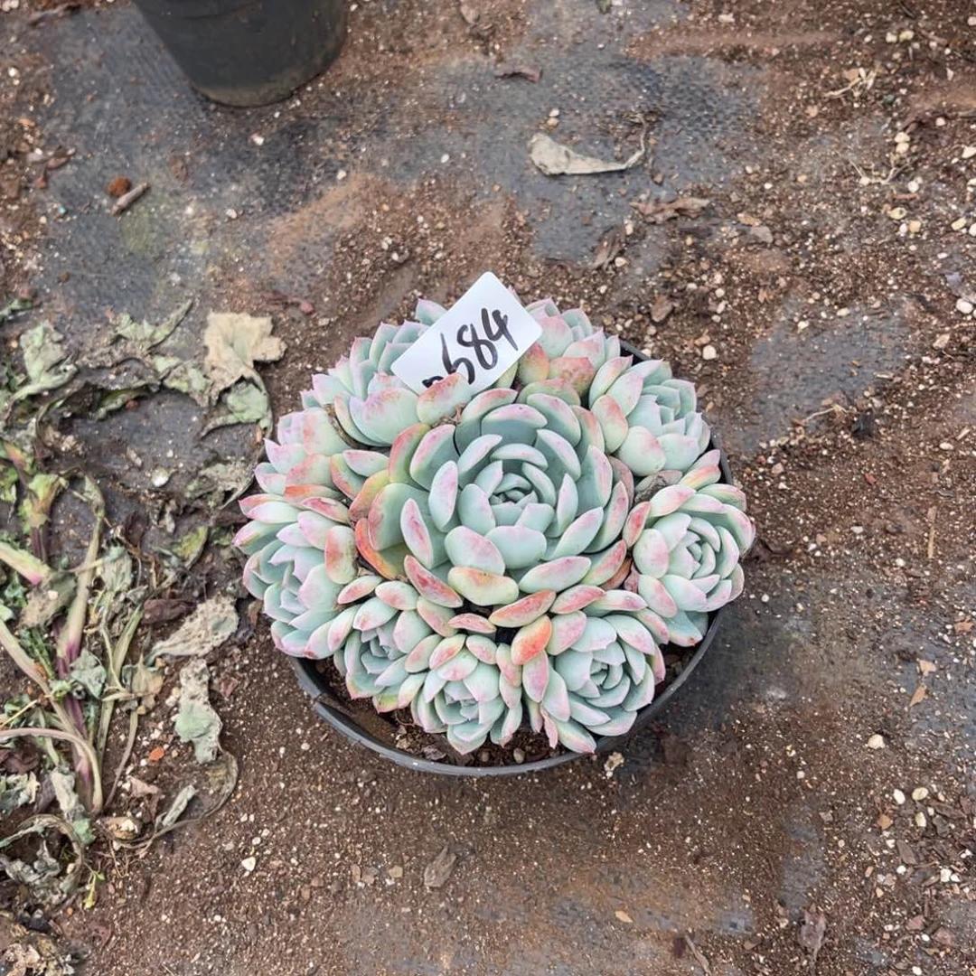 小*纸0684。  沙沙女王