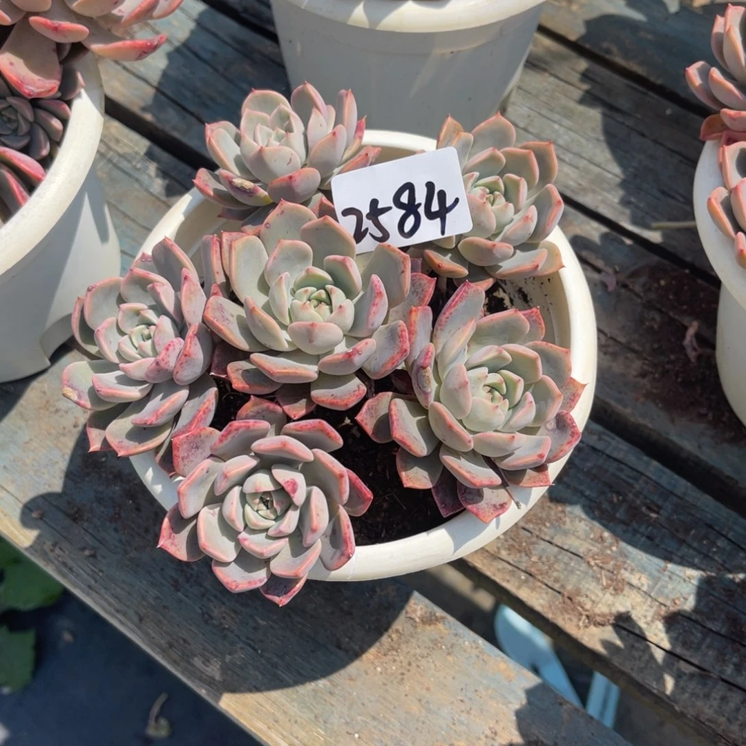 猫*咔2584红粉佳人