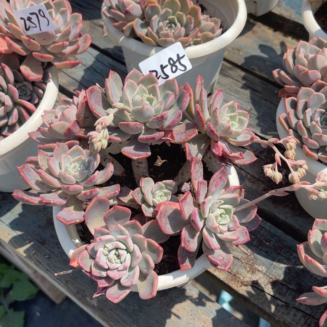 锦*人2585红粉佳人