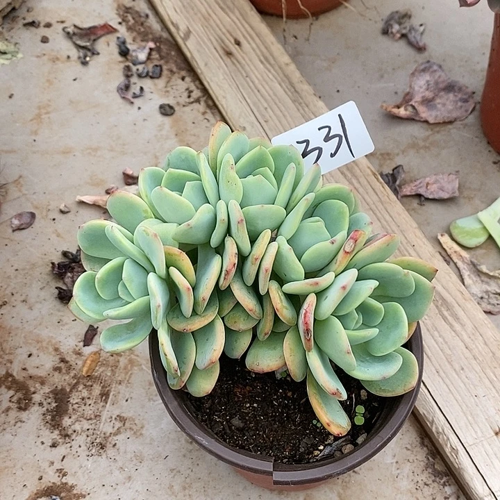 許*淩2331。  白月光