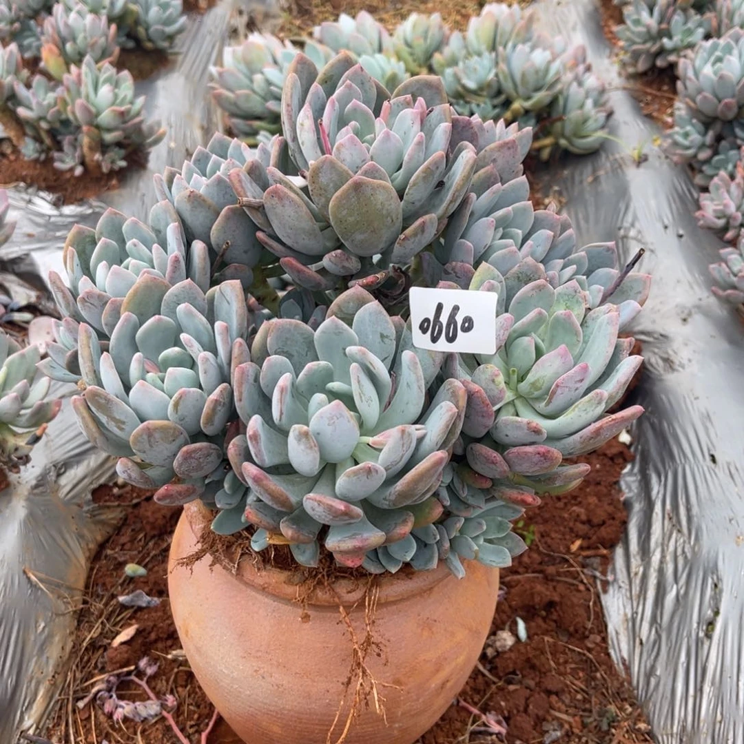 澈*0660。   灰姑娘