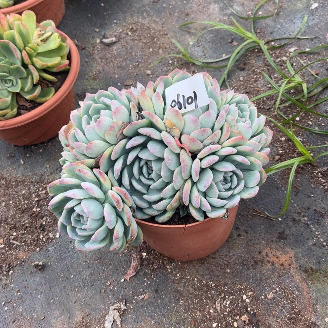 不**次06101。 沙沙女王