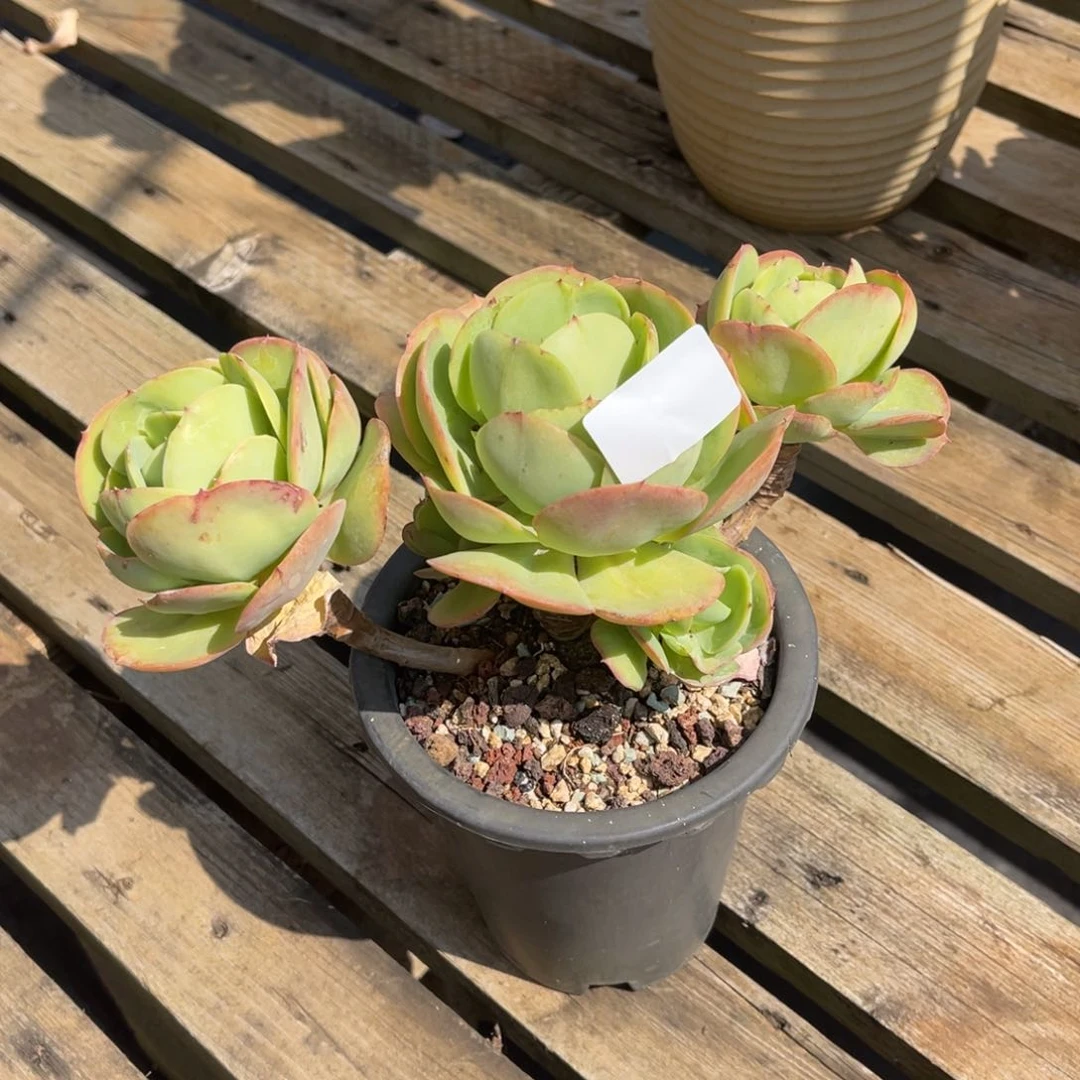 风**暖25109鸡蛋碧桃