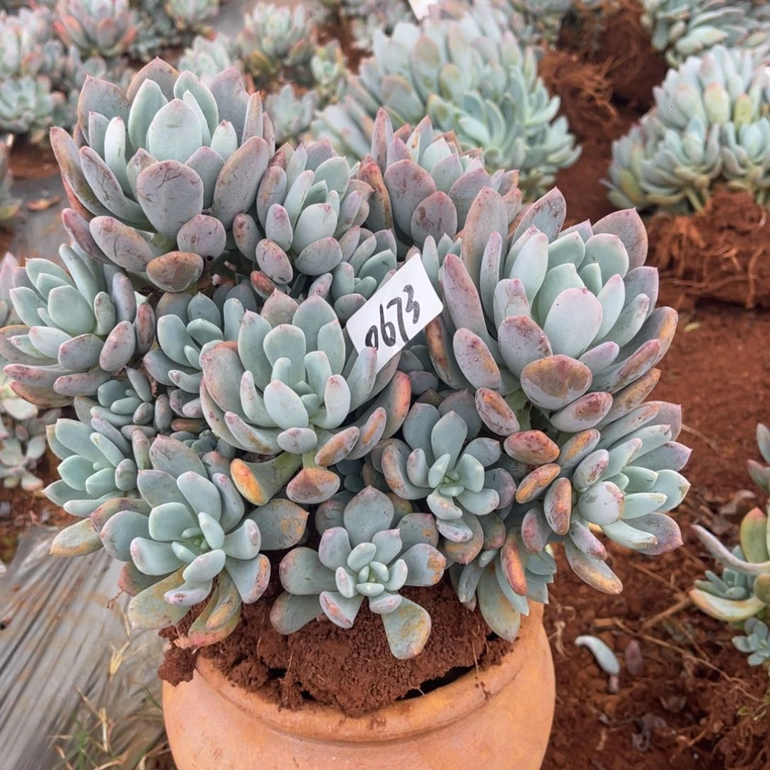 春*0673。    灰姑娘