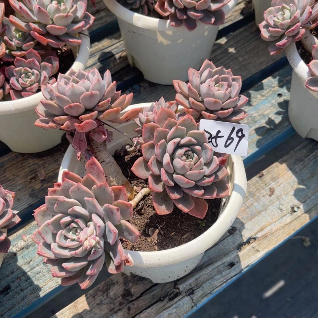 巧*2569红粉佳人