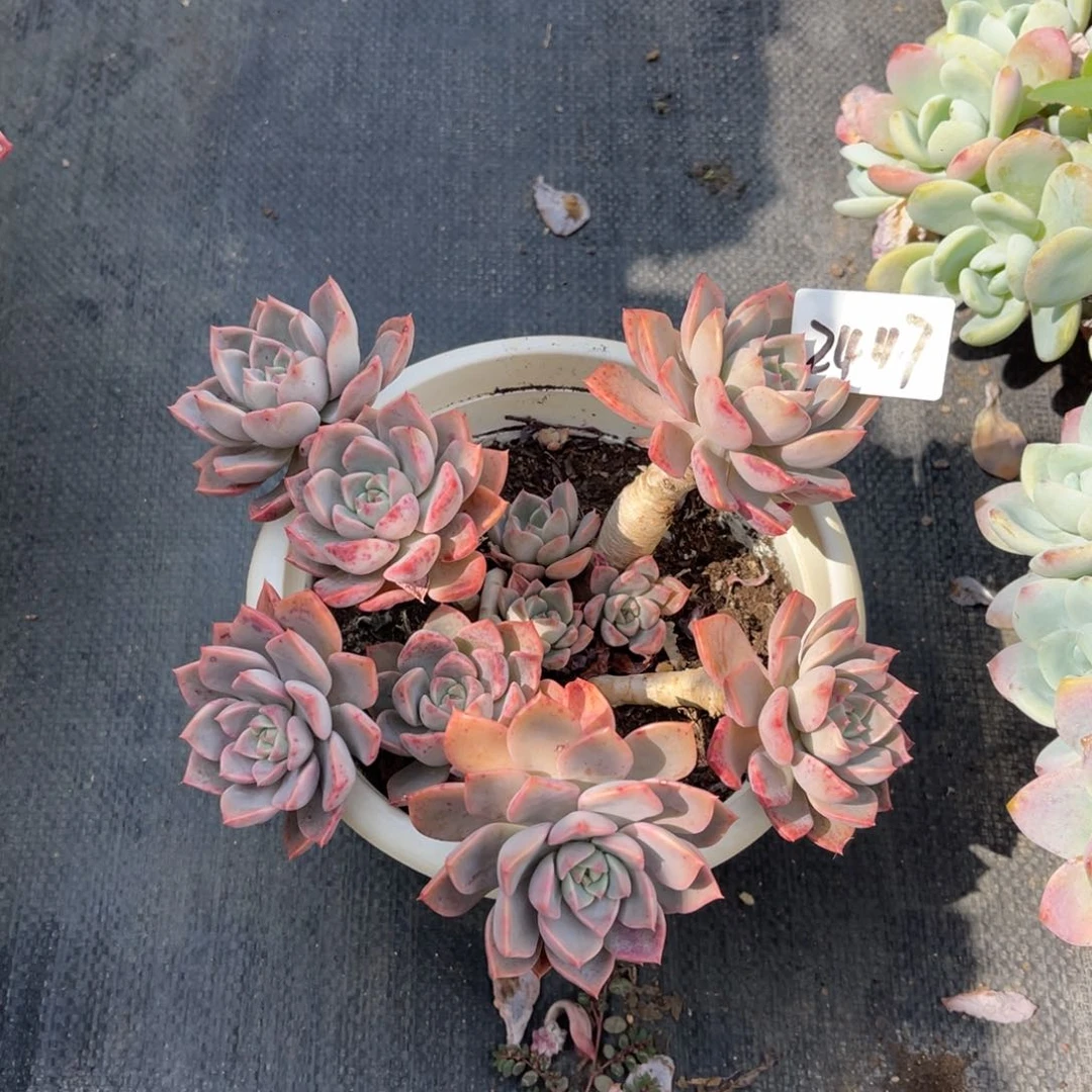 冷**知2447 红粉佳人