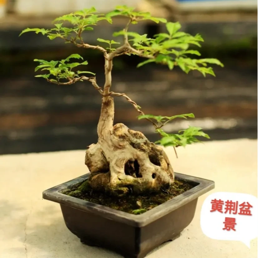黄荆盆景随机发货新手入门老桩绿植室内外办公室居家微景观花卉栽