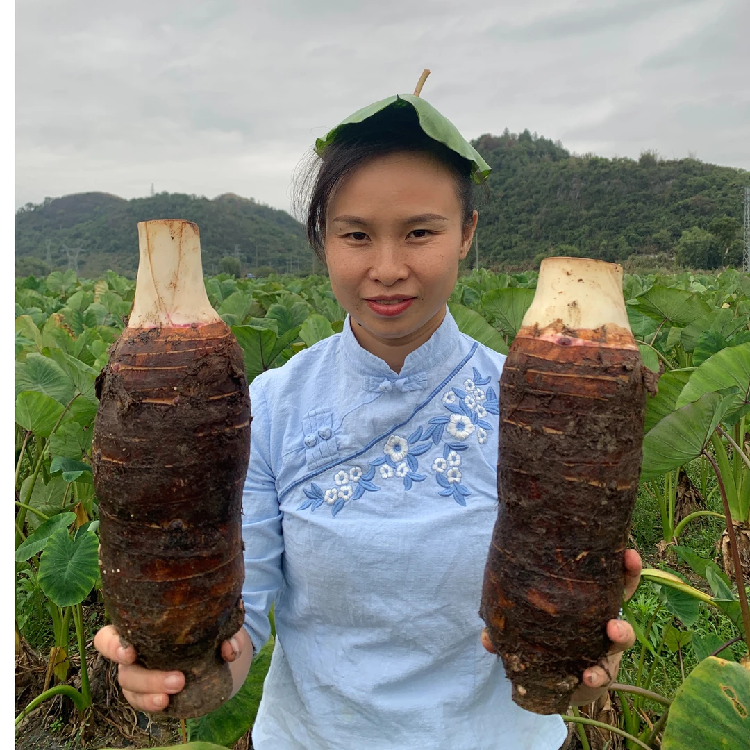 广东乐昌张溪炮弹芋头优质槟榔芋新鲜现挖粉香糯韶关子弹芋头毛芋