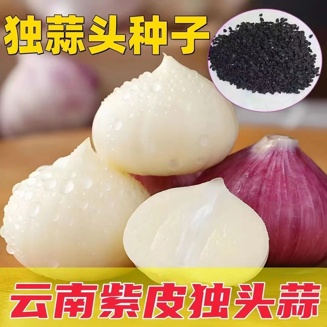 【独头紫皮 】大蒜种籽优质单头蒜种籽圆头薄皮蒜种 大蒜白心种子