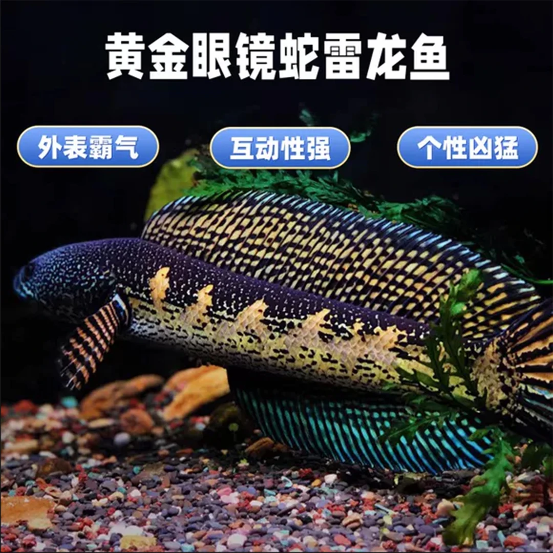 黄金眼镜蛇雷龙蛇头鱼凶猛中大型观赏鱼类食肉易饲养 印度进口鱼