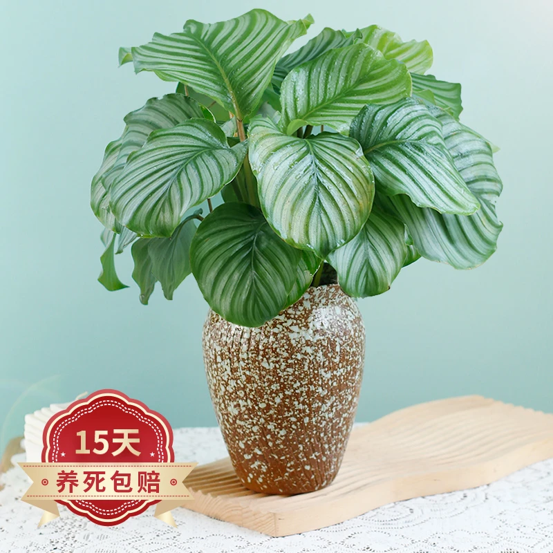 青苹果竹芋盆栽办公室内水培植物桌面绿植观叶小四季常青好养易活