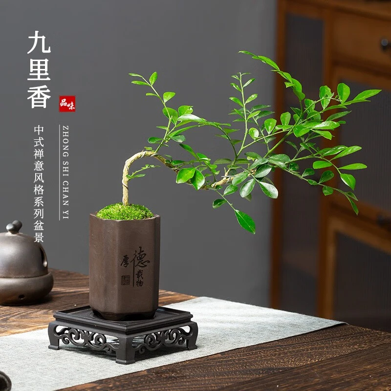 悬崖飘枝九里香盆栽中式禅意盆景小绿植办公室桌面植物装饰摆件