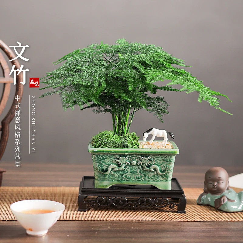 文竹绿植盆栽陶瓷盆景花卉客厅办公室内桌面创摆件美观易活好养