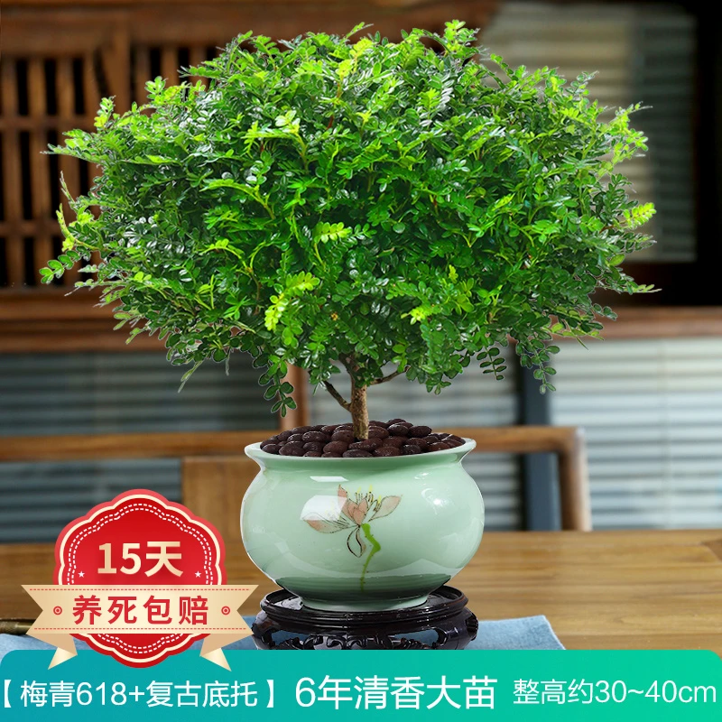清香胡椒木苗植物防驱蚊草盆栽室内外花卉客厅四季小绿植盆景好养