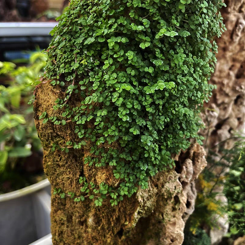 山石草种子粉耐晒青苔吸水石假山上水植物附石草花盆铺面草籽