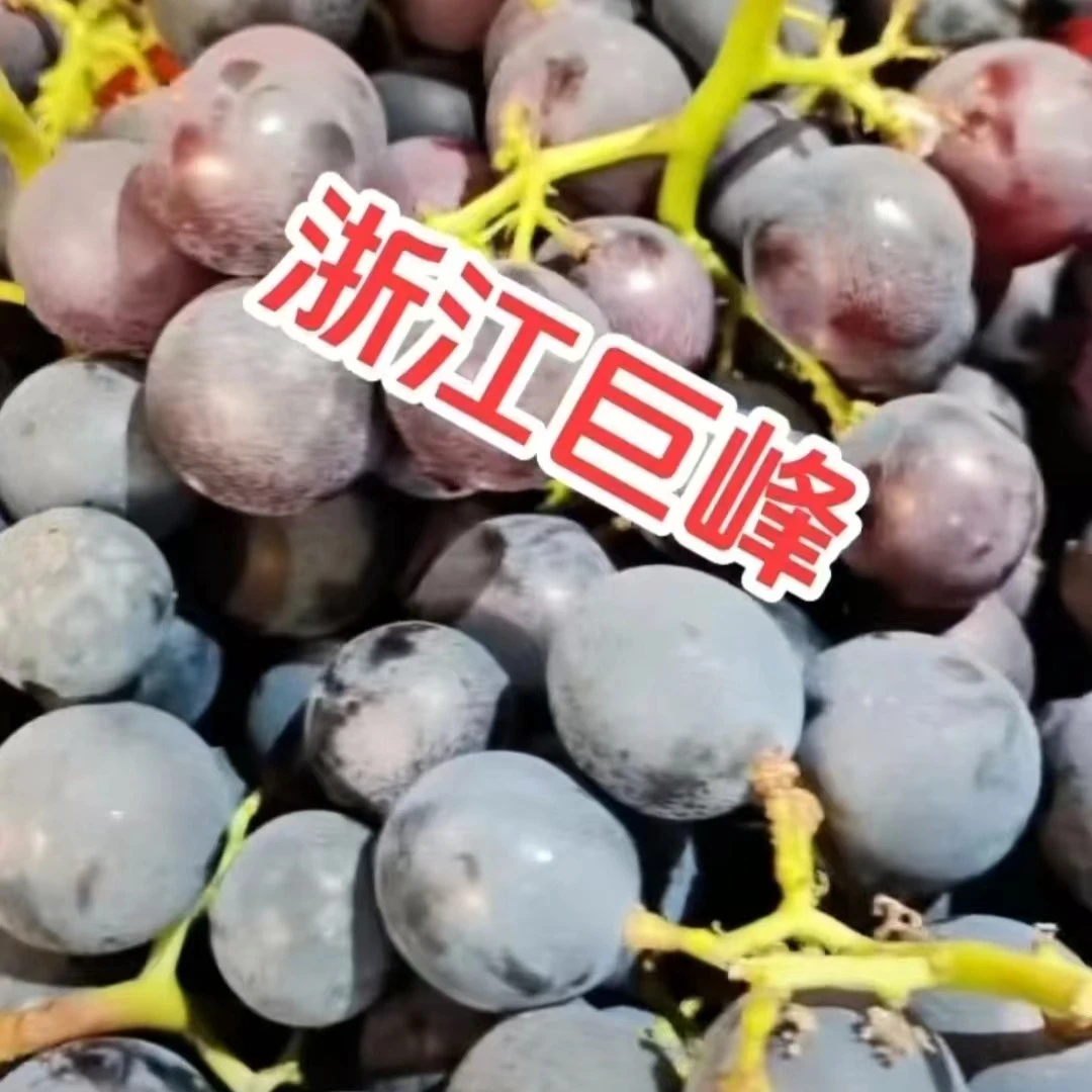 浙江巨峰