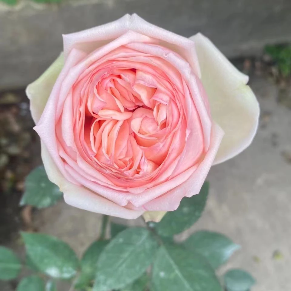 灌木切花月季蒙娜丽莎包子耐热勤花直立抗病阳台庭院盆栽玫瑰中苗