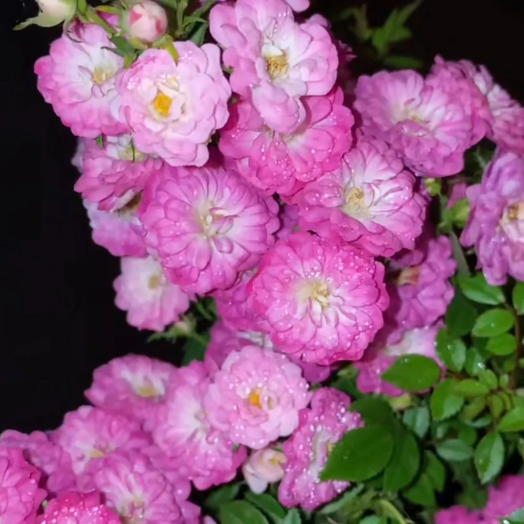 紫红微月日本姬月季  重瓣 迷你姬蔷薇四季开花 微型掌上盆栽 紫