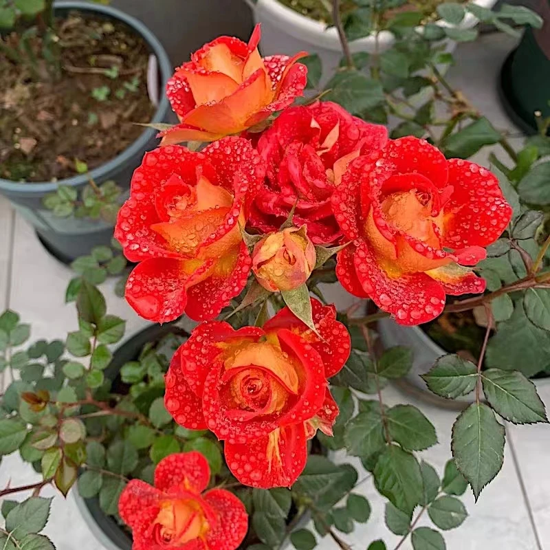 双鱼座 阳台盆栽月季庭院地栽耐寒耐旱抗病勤花玫瑰分枝性好耐晒