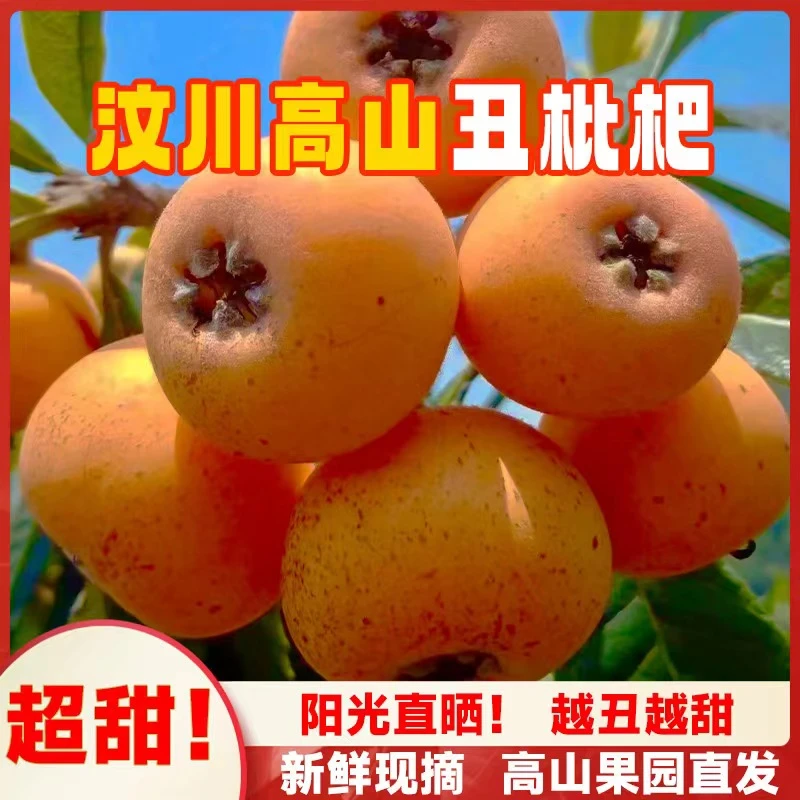 新鲜采摘四川汶川高山野枇杷阿坝州大五星丑枇杷琵琶水果3/5斤