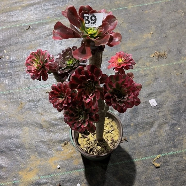 ?****?嫁接和嫁接考虑89