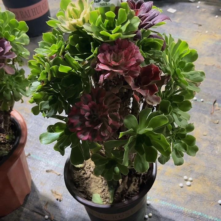 萍*嫁接法师一物一图86