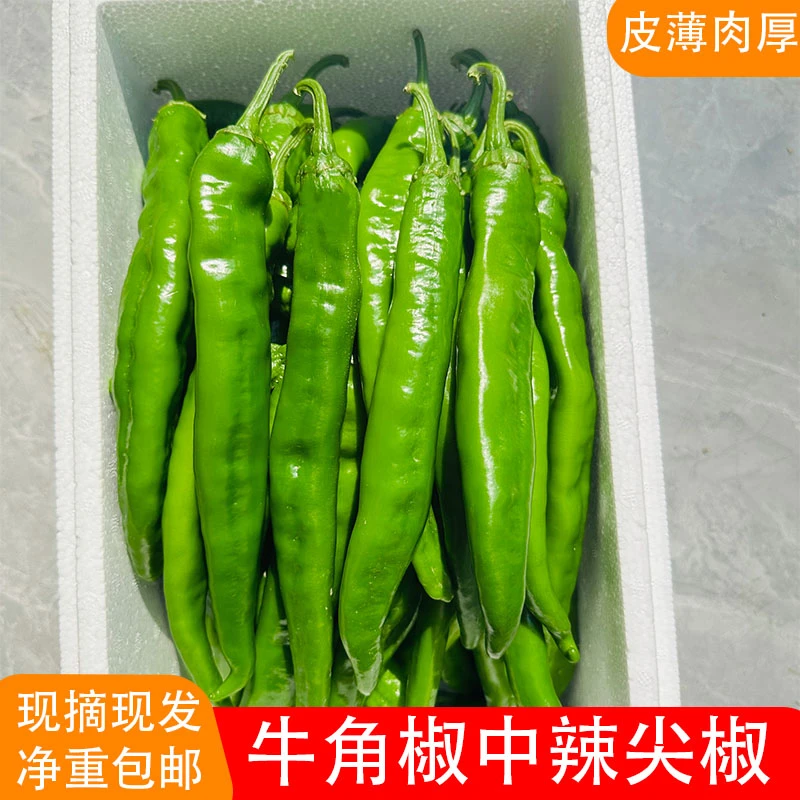 湘研55号新鲜辣椒牛角椒中辣青椒薄皮香辣农家自种现摘2斤3斤5斤