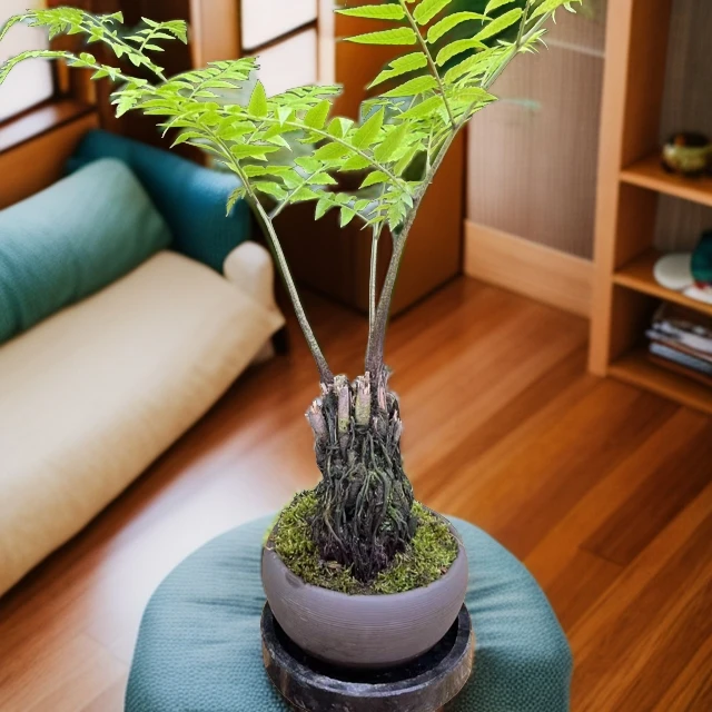 吸水石红麟蕨盆栽喜阴植物毛蕨盆景蕨类植物造景种植禅意