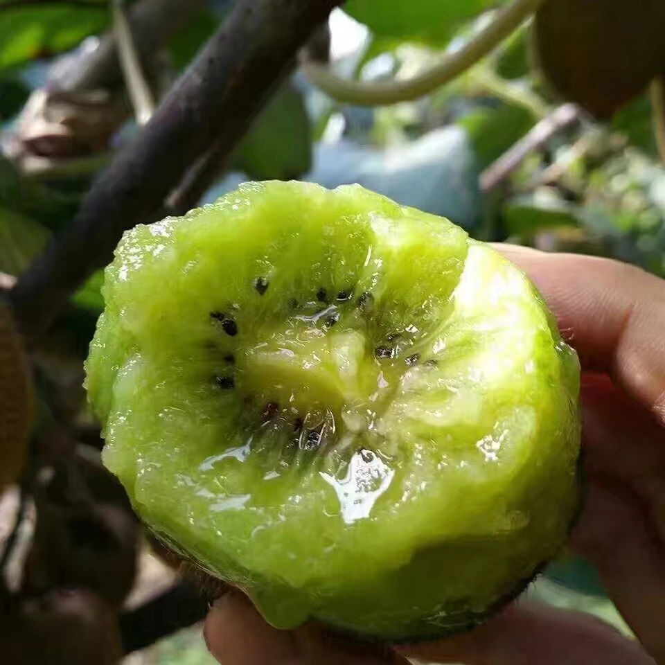 高山徐香猕猴桃大果5斤装