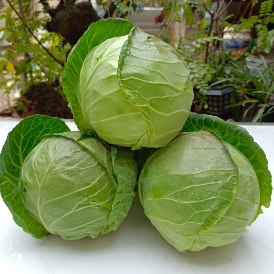 农家自种当季包菜莲花白蔬菜沙拉卷心菜圆白菜