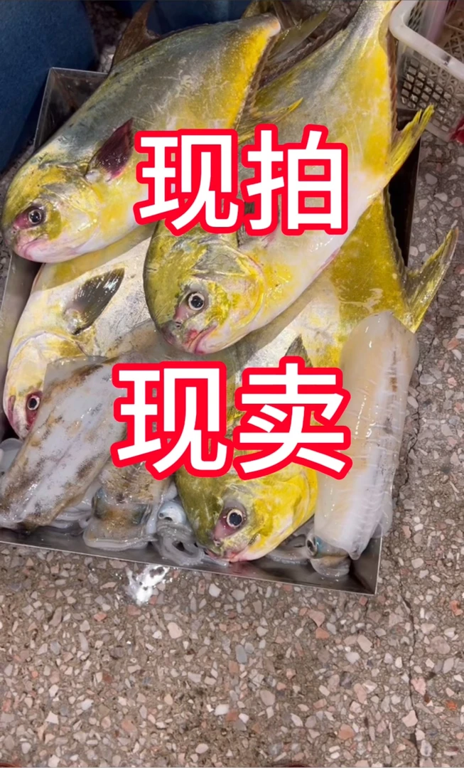 本港现拍现卖全鱼套餐总米5