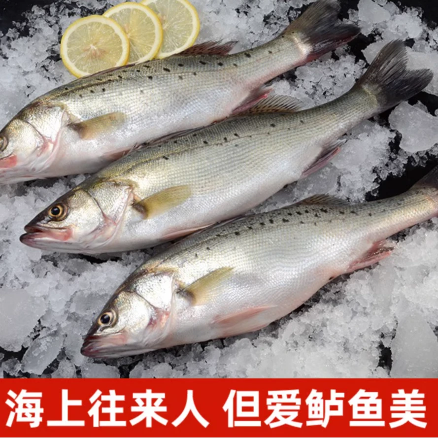 海鲈鱼1斤-1.1斤/条 到手5大条当季捕捞 新鲜发货 无冰无水