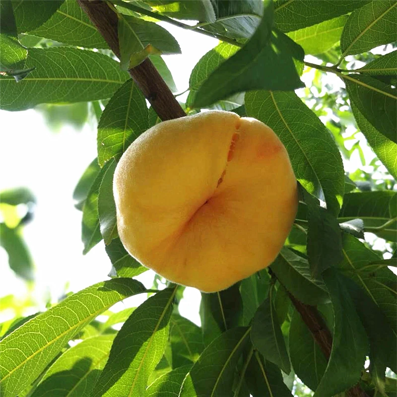 【京东/顺丰】黄金毛蟠桃 蒙阴蜜桃新鲜现摘 硬吃脆甜，放软一口爆汁