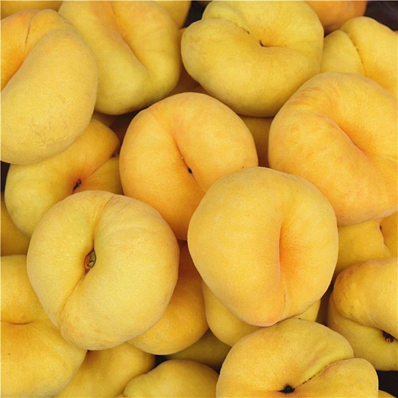 黄金毛蟠桃 蒙阴蜜桃新鲜现摘 硬吃脆甜，放软一口爆汁