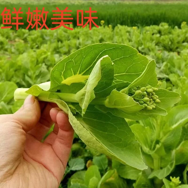 贵州农家自种白菜苔新鲜蔬菜现摘现发5斤包邮