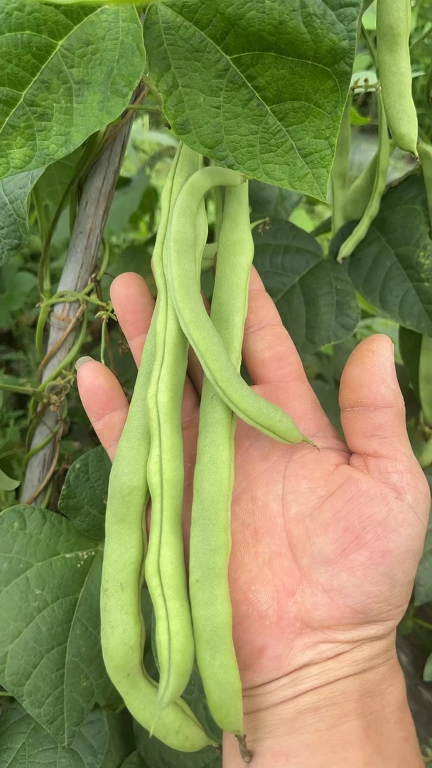 （顺丰包邮）贵州农家自种青棒四季豆纯天然健康蔬菜
