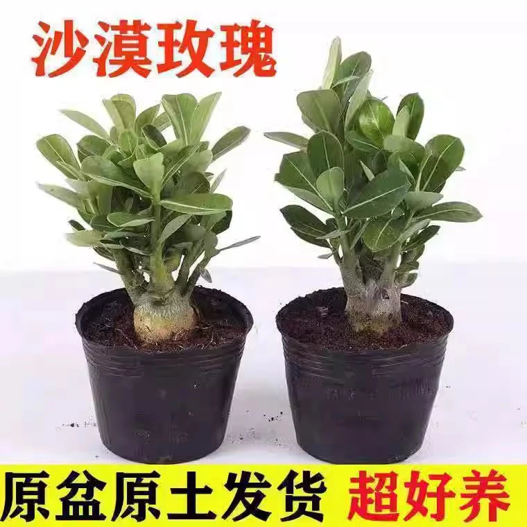 【疆藏包邮】沙漠玫瑰花 庭院室内外阳台好养花卉绿植沙漠玫瑰