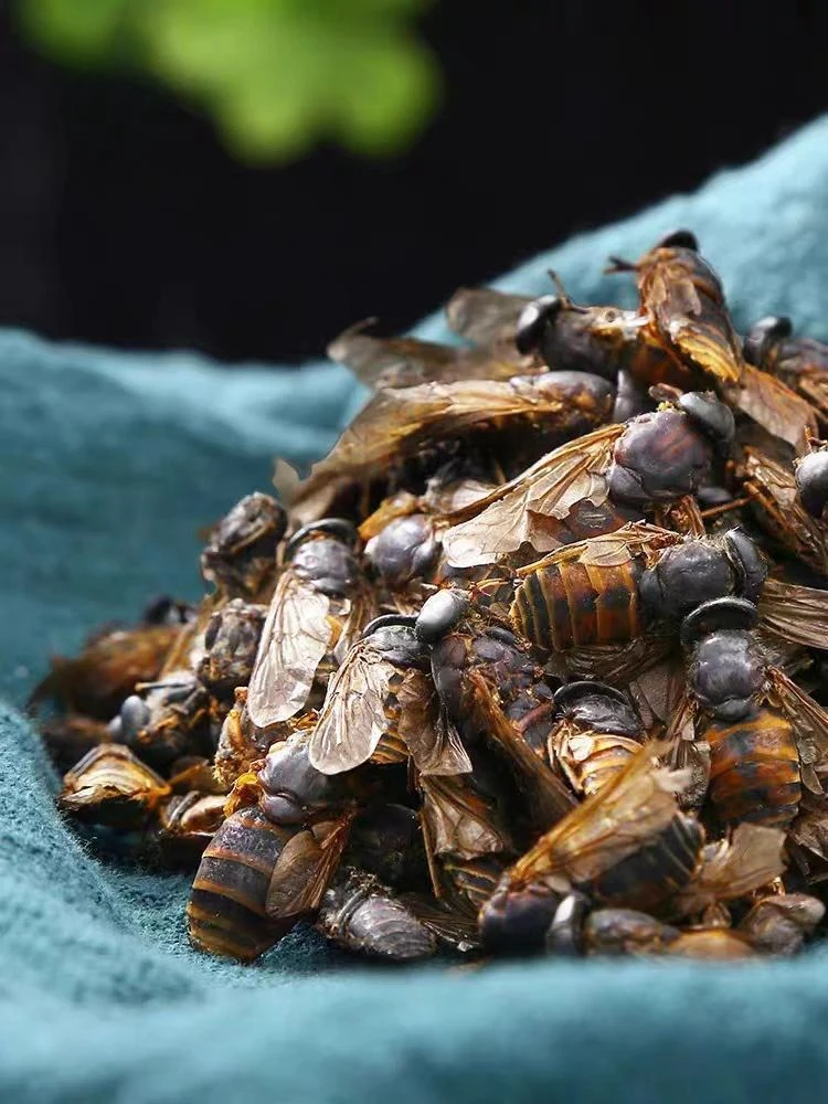 牛虻虫 中药材大牛苍蝇 牛虻 牛牤虫 牛氓虫 店有五谷虫另售当归