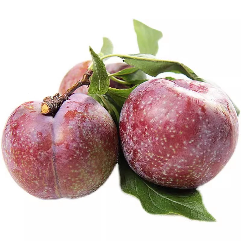 优选广东信宜本地生态环境高山种植三华李超大现摘发货新鲜水果