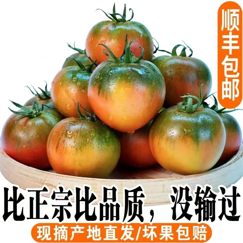 盘锦碱地柿子铁皮柿子西红柿自然熟水果采摘丹东草莓番茄酸甜产地