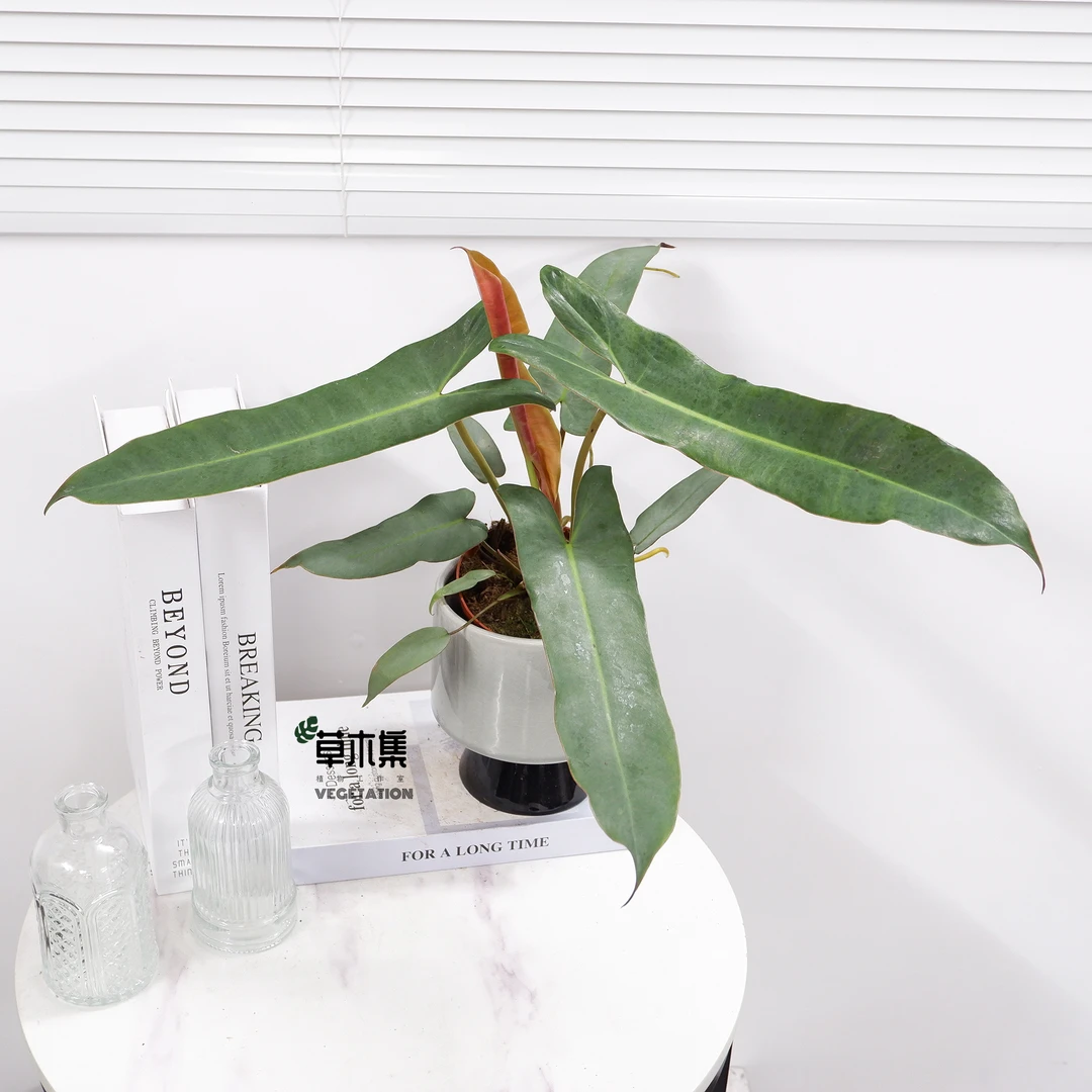 《草木集｜小圣灵蔓绿绒》清阳曜灵，和风容与。